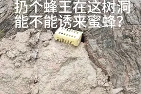 听说只要有蜂王就能诱到蜜蜂来，原来是真的