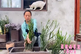 长的像木棒一样的多肉你种过吗？居然还要开花，期待长成大树视频封面