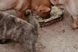 小山师傅后代，1公2母视频封面