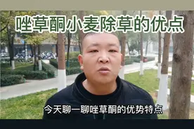 除草有多快？当天见效，唑草酮小麦除草的优点