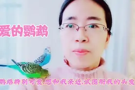 我家有两只可爱的虎皮鹦鹉。它们聪明活泼也亲人，试图和我沟通。