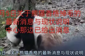 5月5日，关于熊猫香格掉毛的最新消息与现状说明