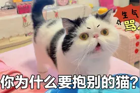 主人抱了别的猫，被自家猫骂了1小时，像个吃醋的熊孩子视频封面