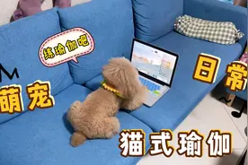 一只对着电脑学瑜伽的泰迪狗狗，有模有样的样子还真像回事！视频封面