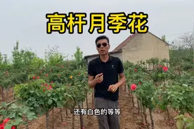 棒棒糖形状的高杆月季花庭院必备开花时间长，一年都在花海中视频封面