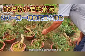 一开花就爆枝的五彩紫薇花期100多天，大爷直接走量200一棵，便宜视频封面