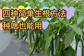 不管种菜还是养花，先学会这四种简单生根方法，种啥也长得好视频封面