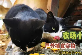 实拍农场小猫户外捕食全过程视频封面