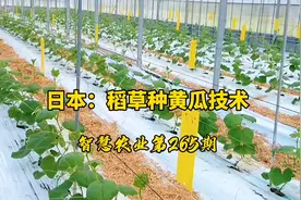 智慧农业265期：日本稻草种黄瓜技术！保湿又透气，黄瓜还可造型视频封面