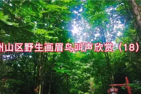 10分钟贵州山区野生画眉鸟叫声欣赏，喜欢的记得收藏视频封面