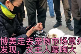 “博美”走丢一个月，宠物市场意外发现，女主人抱着嚎啕大哭视频封面