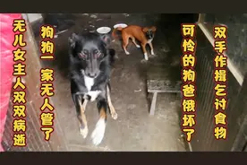 主人双双病逝狗狗无人管了饿得狗爸见救助人就双拳作揖乞讨食物视频封面