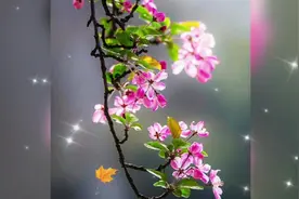 春潮烂漫海棠红视频封面