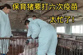 春哥每天都在打疫苗，保育猪每头打六次，你们保育猪打几次呢？视频封面