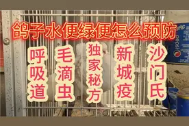 鸽子水便绿便呼吸道毛滴虫新城疫沙门氏怎么预防治疗独家秘方