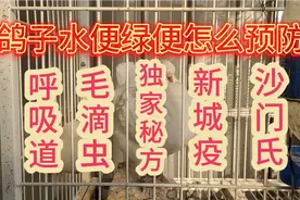 鸽子水便绿便呼吸道毛滴虫新城疫沙门氏怎么预防治疗独家秘方视频封面