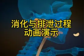 人体消化与排泄过程高清动画演示，值得收藏！视频封面