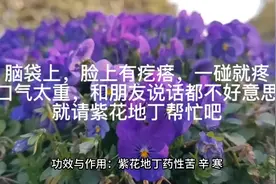 紫花地丁，上火了别忘了身边的好朋友视频封面