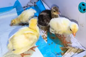 小孔雀出生的第6天，怎么感觉有点像大鹅，老伸着个脖子！视频封面