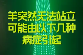 羊突然无法站立，可能由以下几种病症引起视频封面