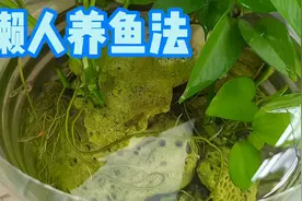 嫌麻烦的可以考虑这样养鱼，不用怎么打理，不花什么钱也能养好视频封面