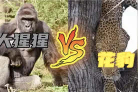 猛兽大对决：现实版的人猿泰山，花豹对战银 背大猩猩。视频封面