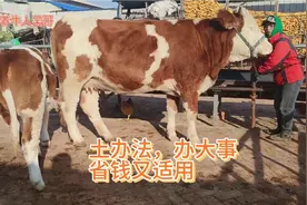 大母牛繁殖能力高，只因老妹给产后母牛喂了这样东西，土办法真行视频封面