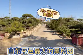 走进山东临沂平邑最大黑松园，1000棵一年维护费就得好几万，震撼视频封面