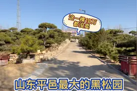 走进山东临沂平邑最大黑松园，1000棵一年维护费就得好几万，震撼视频封面