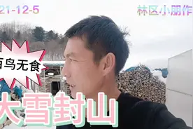 早上起来看到了好多野鸡，野鸡也有天敌，看是什么东西！视频封面