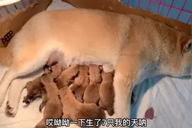 怀孕62天的柴犬，竟然一窝生了7只，母子平安狗妈累得一动不动！