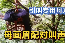 公母画眉配对叫声，引叫提性专用效果很好视频封面