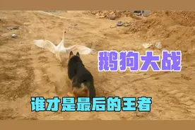 狭路相逢勇者胜，两鹅战一狗，最后谁才是赢家视频封面