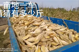 实拍鲁西南小伙掰玉米，人到中年，才懂得谁知盘中餐，粒粒皆辛苦视频封面