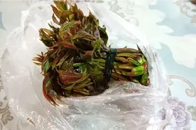 椿，云南人的美食，专家却说有毒，能致癌。做法简单，吃的美味。视频封面