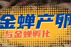 金蝉是怎么孵化的？历时半年，从产卵到孵化视频封面