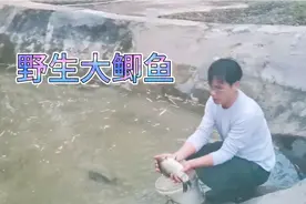 小鱼塘放了几条大鲫鱼作种鱼，大家认为它们能繁殖小鱼苗吗视频封面
