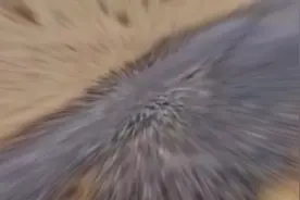 有人在自家花园拍下了未知圆形物体！相机拍下的12个惊人一幕！看视频封面