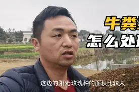 牛粪如何处理？200块钱一车出售，有些人卖不掉怎么回事？视频封面