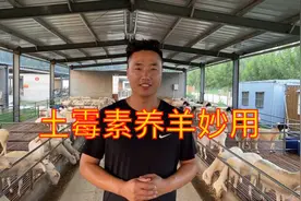 土霉素养羊妙用，养羊场必备，黑头杜泊绵羊 澳洲白绵羊视频封面