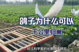 鸽子为什么可以在千公里外放飞也能找到回家的路