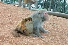 刚出生的宝宝脐带还没有咬断嘞视频封面