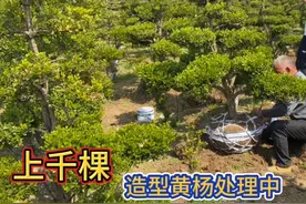 实拍造型黄杨批发基地现挑现挖，上千棵成型小叶瓜子黄杨，太便宜视频封面