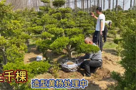 实拍造型黄杨批发基地现挑现挖，上千棵成型小叶瓜子黄杨，太便宜视频封面