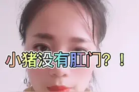 小猪没有肛门！