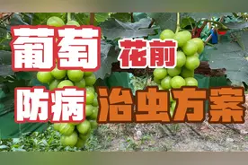 葡萄花前防病治虫用药指南！种植户学完保准不亏！