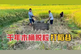 公公给亲家打稻谷，父子用千年木桶脱粒，这古老的打谷方式见过吗视频封面