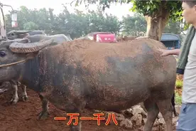 水牛体大皮厚出肉率低，五百公斤大阉牛一万五左右，宰肉有钱赚吗