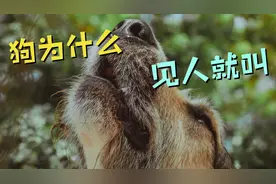 狗为什么见人就叫