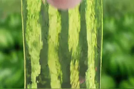 发出交出里面的美女表情包视频封面